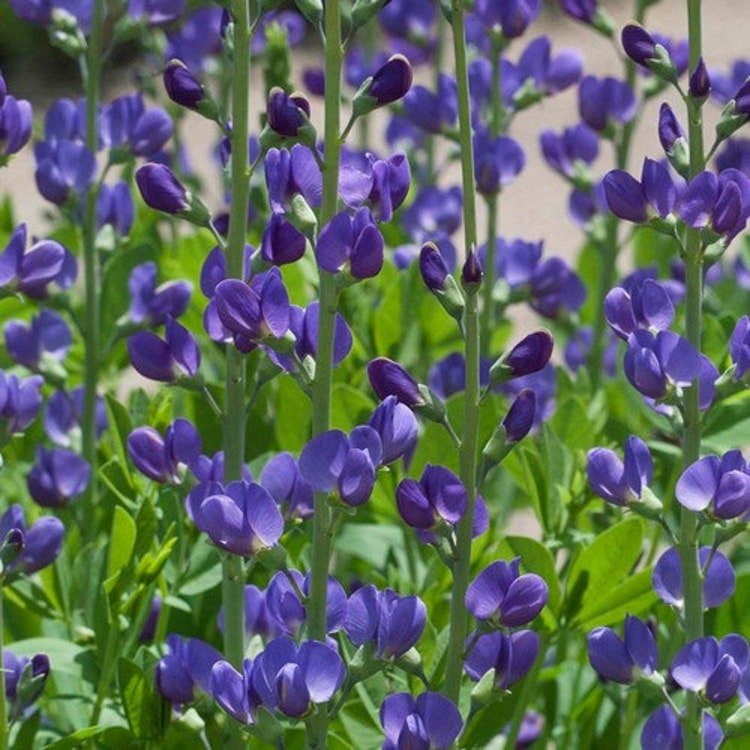 30 Wild Blue Indigo Flower Seeds Garden Fresh Seeds