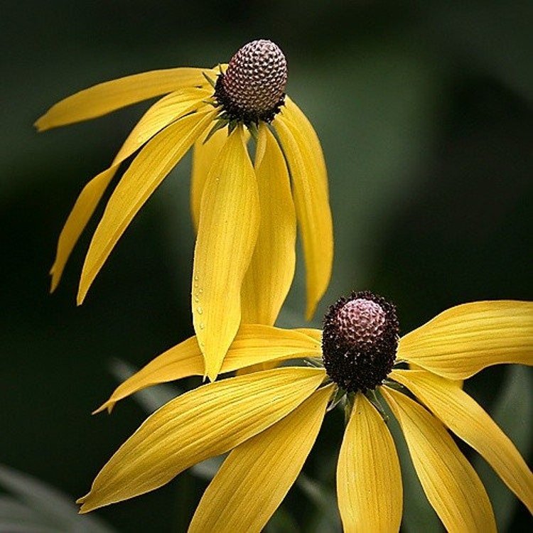 200 Ratibida Grey Headed Flower Seeds Garden Fresh Seeds