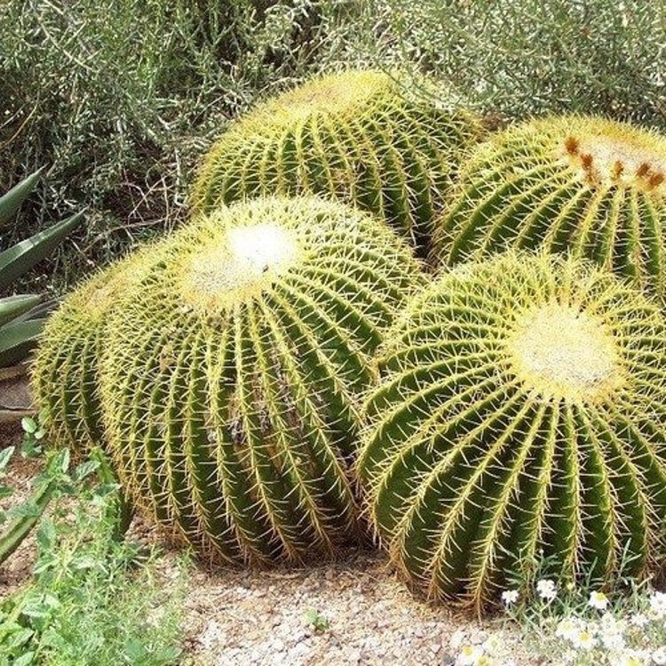 25 Golden Barrel Cactus Seeds Garden Fresh Seeds