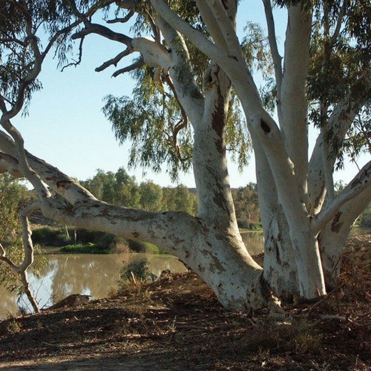 100 Eucalyptus Red Gum Tree Seeds Garden Fresh Seeds