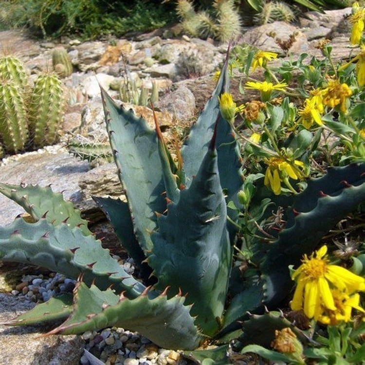 20 Agave Golden Flowered Century Plant Seeds Garden Fresh Seeds