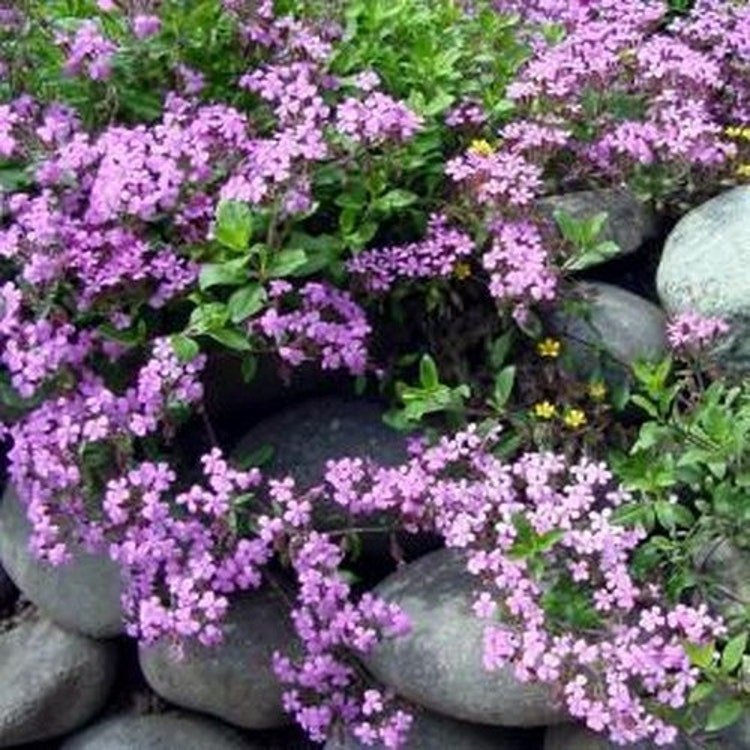 200 Rock Soapwort Rose-pink Flower Seeds Garden Fresh Seeds
