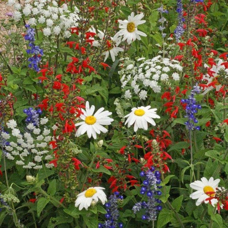 7g Wildflower Mountain Mix Seeds Garden Fresh Seeds