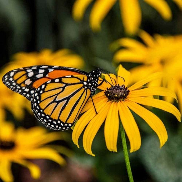 200 Black-Eyed Susan Flower Seeds Garden Fresh Seeds