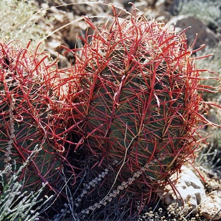 20 California Barrel Cactus Seeds Garden Fresh Seeds