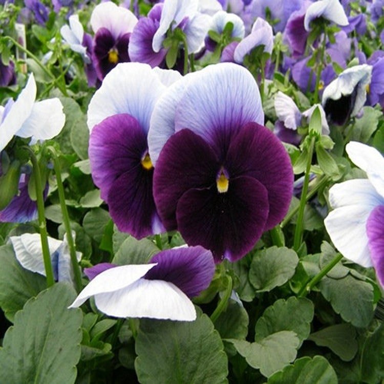 50 Pansy Giant Beaconsfield Flower Seeds Garden Fresh Seeds