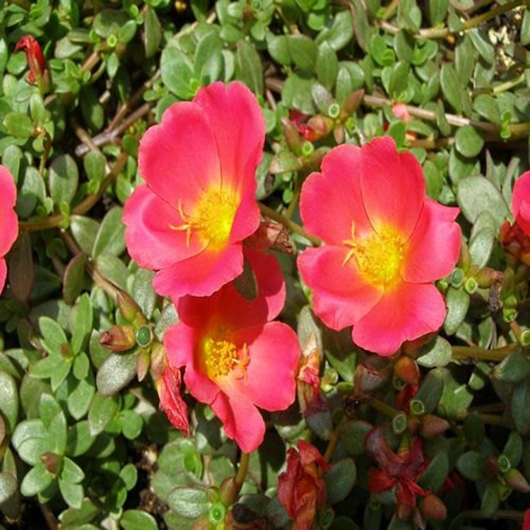 200 Rock Purslane Ruby Tuesday Flower Seeds Garden Fresh Seeds