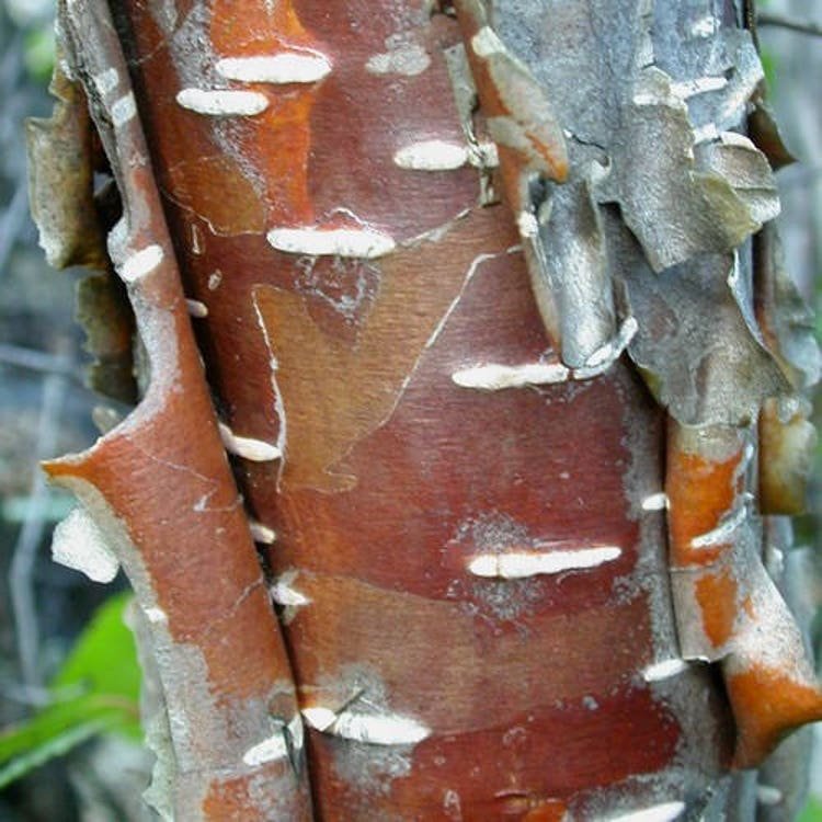50 Western Red Birch Tree Seeds Garden Fresh Seeds