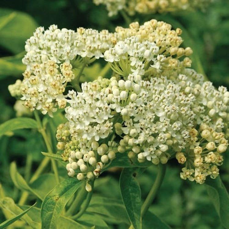 25 Swamp Milkweed White Flower Seeds Garden Fresh Seeds