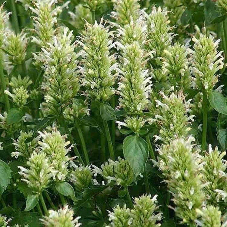 200 Giant Hyssop White Seeds Garden Fresh Seeds