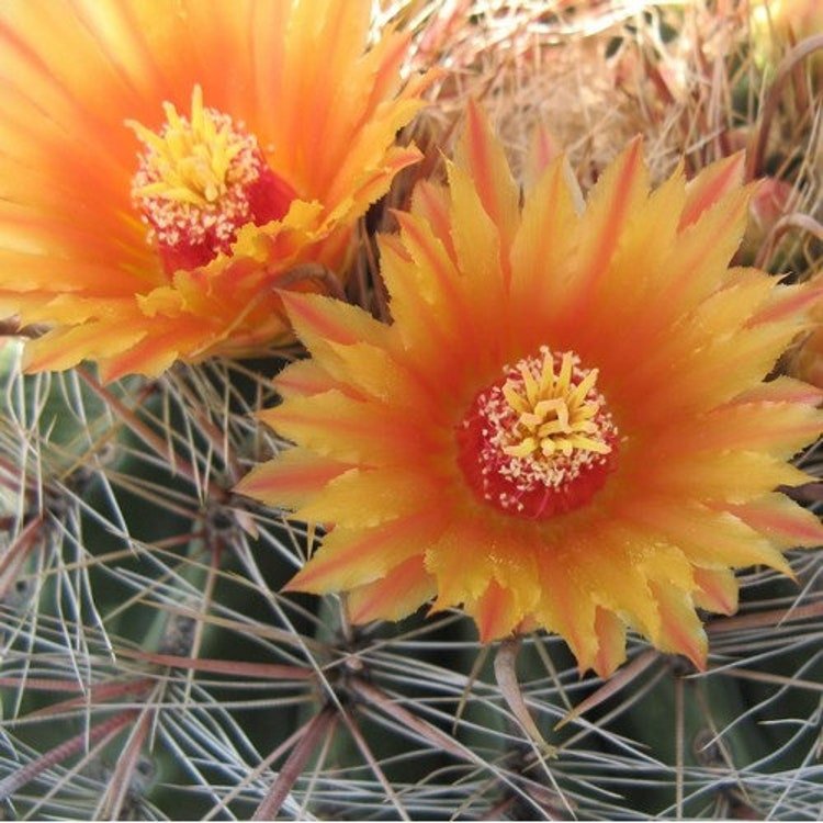 20 Candy Barrel Cactus Seeds Garden Fresh Seeds