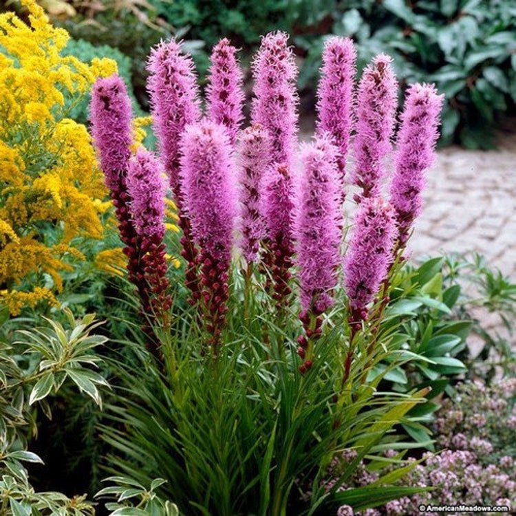 50 Gayfeather Blazing Star Flower Seeds Garden Fresh Seeds