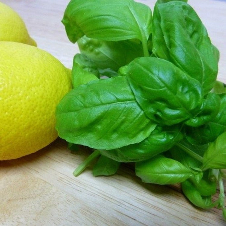 100 Lemon Basil Herb Seeds Garden Fresh Seeds