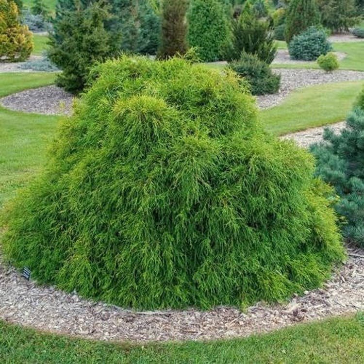 50 Japanese False Cypress Tree Seeds Garden Fresh Seeds