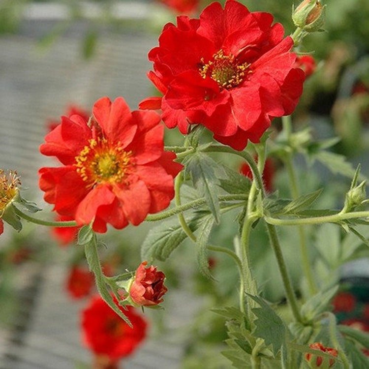 50 Geum Mrs. Bradshaw Flower Seeds Garden Fresh Seeds