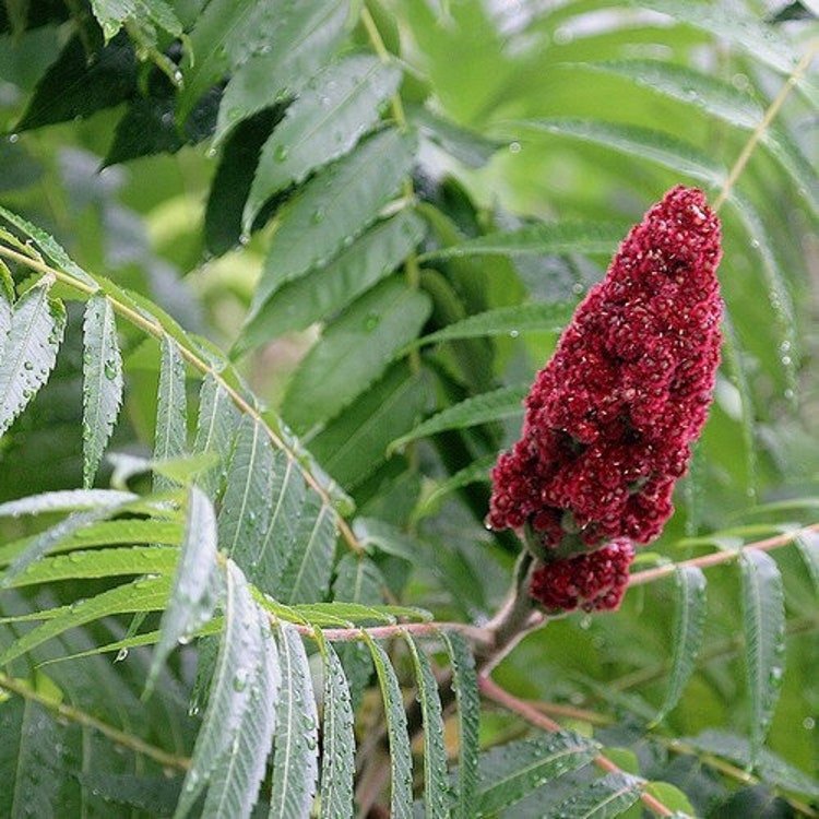 40 Staghorn Sumac Tree Seeds Garden Fresh Seeds