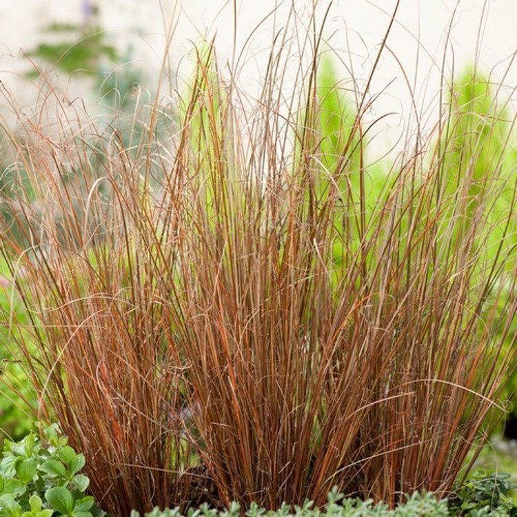 20 Carex Red Rooster Ornamental Grass Seeds Garden Fresh Seeds