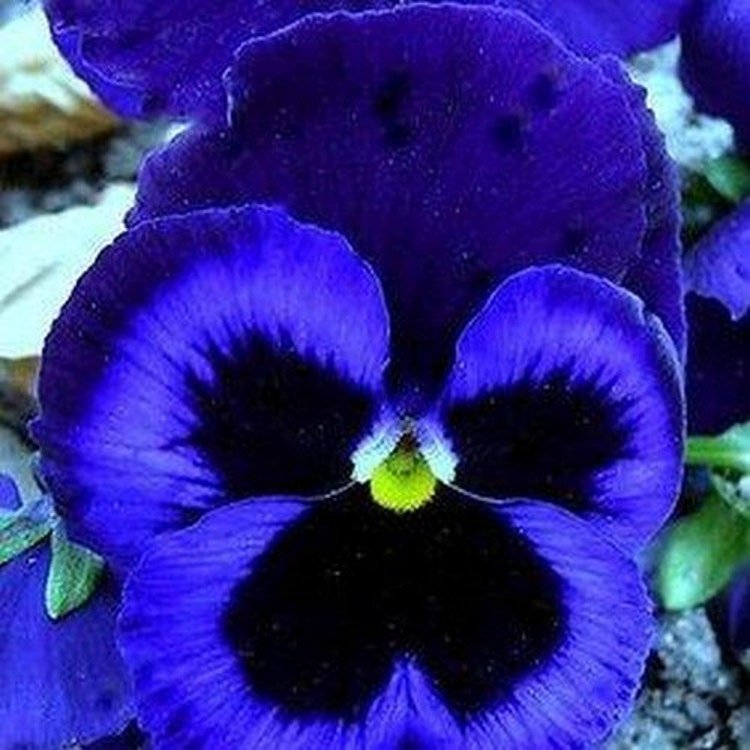 50 Pansy Ullswater Flower Seeds Garden Fresh Seeds