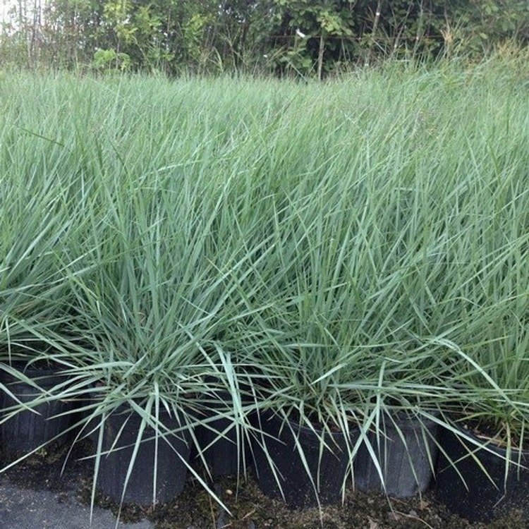 50 Love Grass Blue Ornamental Grass Garden Fresh Seeds