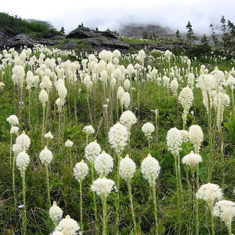 50 Bear Grass Ornamental Grass Seeds Garden Fresh Seeds