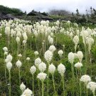 50 Bear Grass Ornamental Grass Seeds Garden Fresh Seeds
