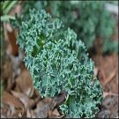 30 Kale Vates Blue Scotch Curled Vegetable Seeds Garden Fresh Seeds