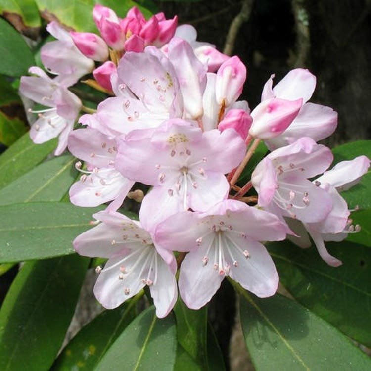 30 Rosebay Rhododendron Bush Seeds Garden Fresh Seeds