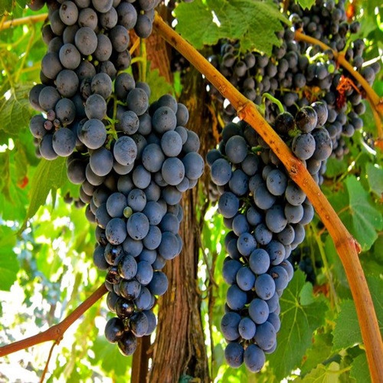 30 Grape Vine Seeds Garden Fresh Seeds