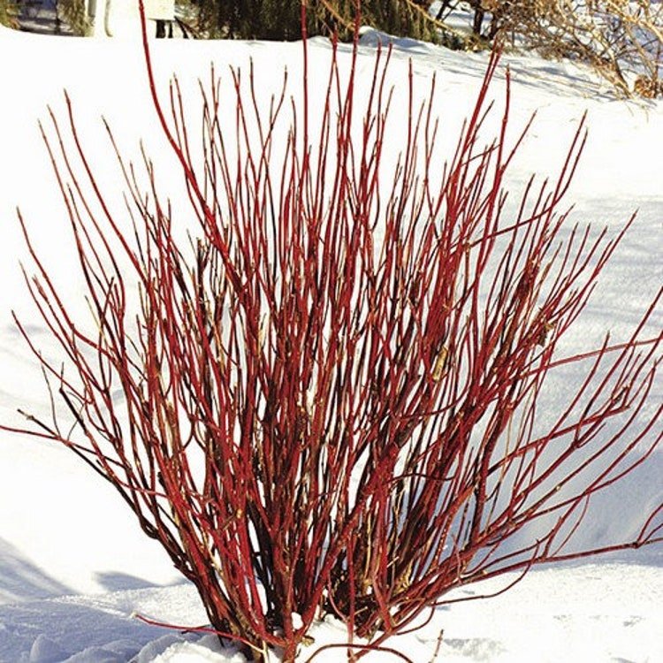 15 Red Twig Dogwood Seeds Garden Fresh Seeds