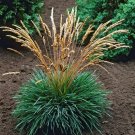 50 Blue Hair Grass Ornamental Grass Seeds Garden Fresh Seeds