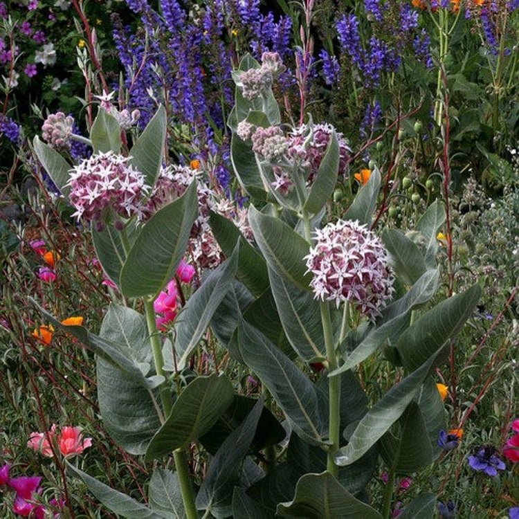 50 Showy Milkweed Flower Seeds Garden Fresh Seeds