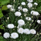 50 Cornflower White Bachelors Button Flower Seeds Garden Fresh Seeds