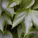 30 Boston Ivy Vine Seeds Garden Fresh Seeds