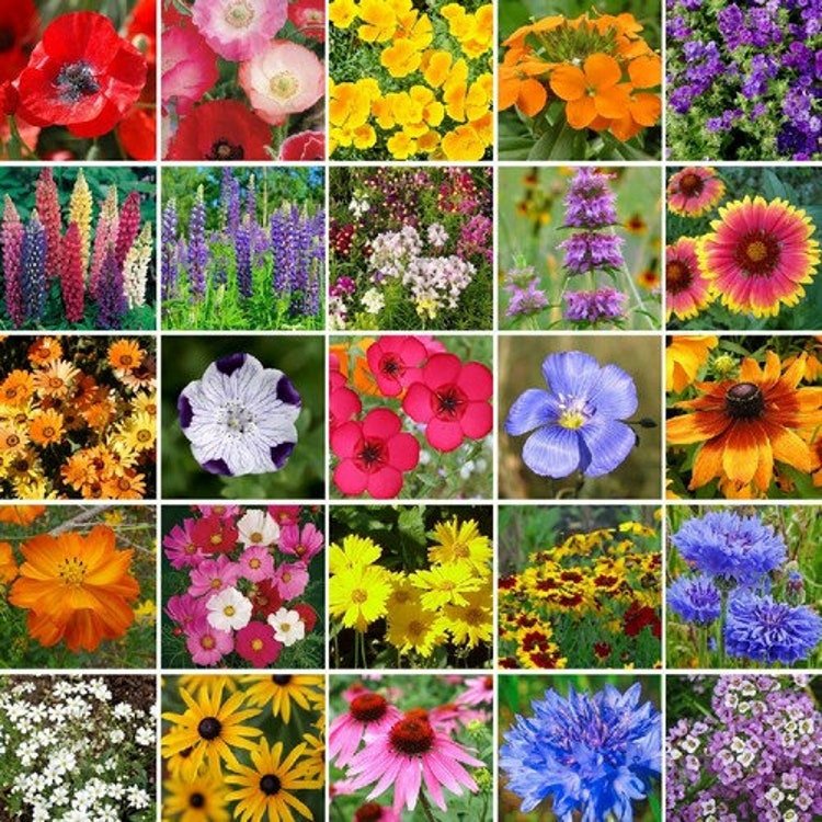 7g Wildflower Southeast Mix Seeds Garden Fresh Seeds