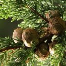 25 Monterey Cypress Tree Seeds Garden Fresh Seeds