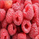 25 Red Raspberry Bush Seeds Garden Fresh Seeds