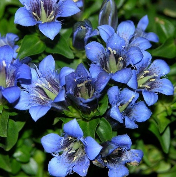 30 Gentian Blue Nikita Flower Seeds Garden Fresh Seeds