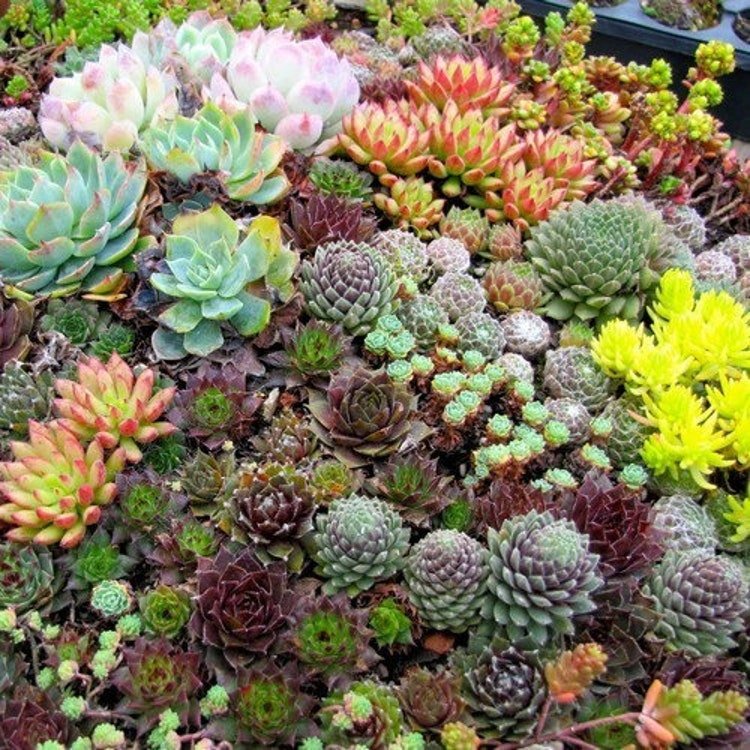 20 Succulent Varieties Mix Large Seeds Garden Fresh Seeds
