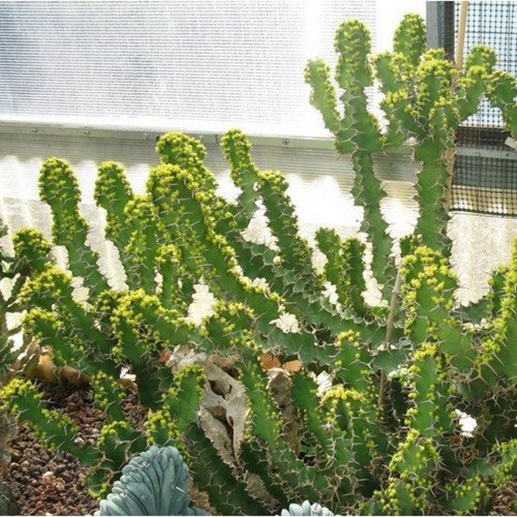 20 Cow Horn Cactus Seeds Garden Fresh Seeds