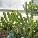 20 Cow Horn Cactus Seeds Garden Fresh Seeds
