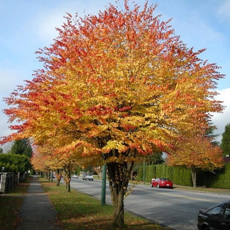 50 Katsura Tree Seeds Garden Fresh Seeds