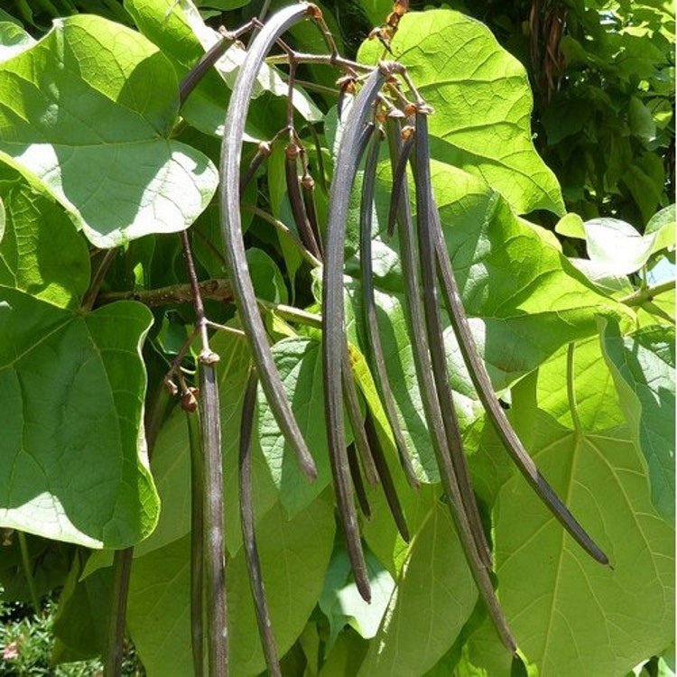 15 Southern Cigar Tree Seeds Garden Fresh Seeds