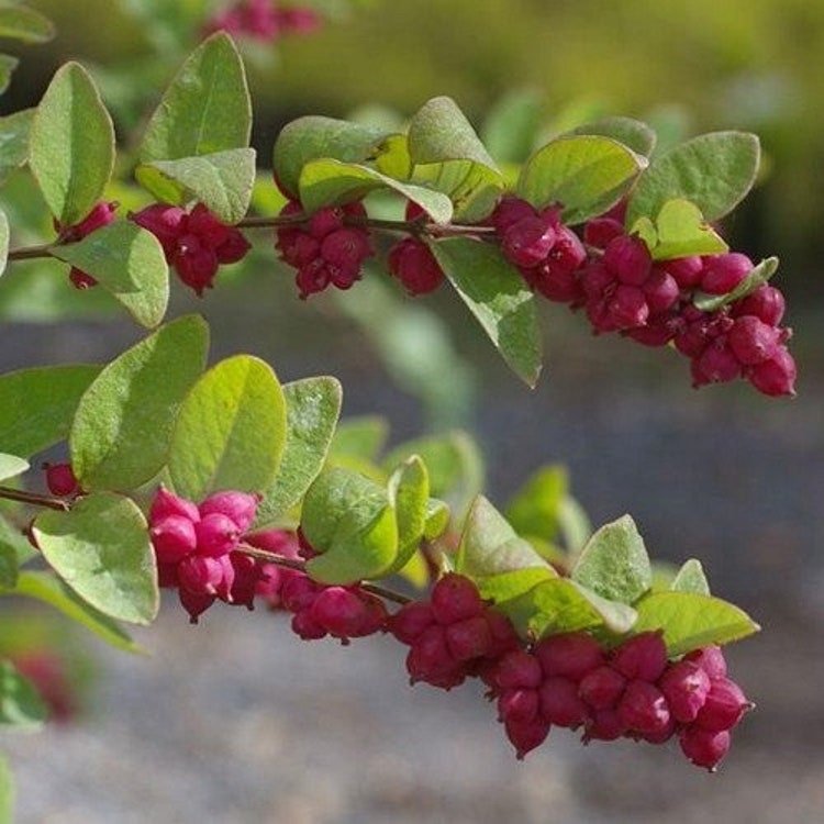 30 Coralberry Bush Seeds Garden Fresh Seeds