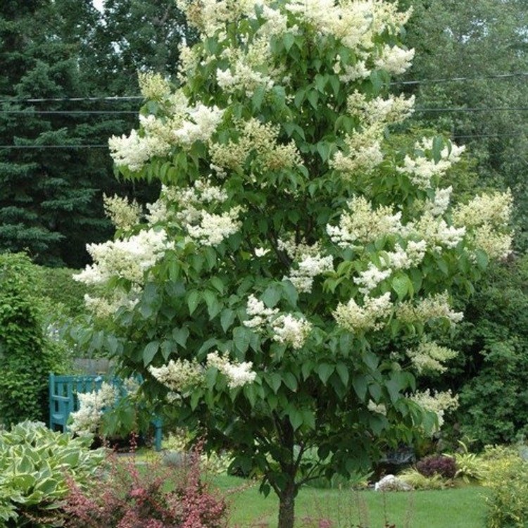 20 Japanese Tree Lilac Seeds Garden Fresh Seeds