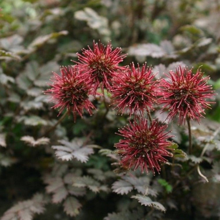 50 New Zealand Burrs Ground Cover Seeds Garden Fresh Seeds