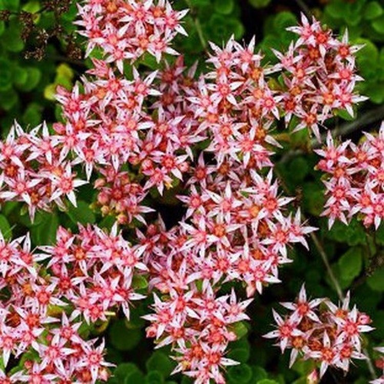 50 Sedum Stolon Stonecrop Succulent Seeds Garden Fresh Seeds