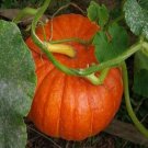 15 Pumpkin Jack O Lantern Vegetable Seeds Garden Fresh Seeds