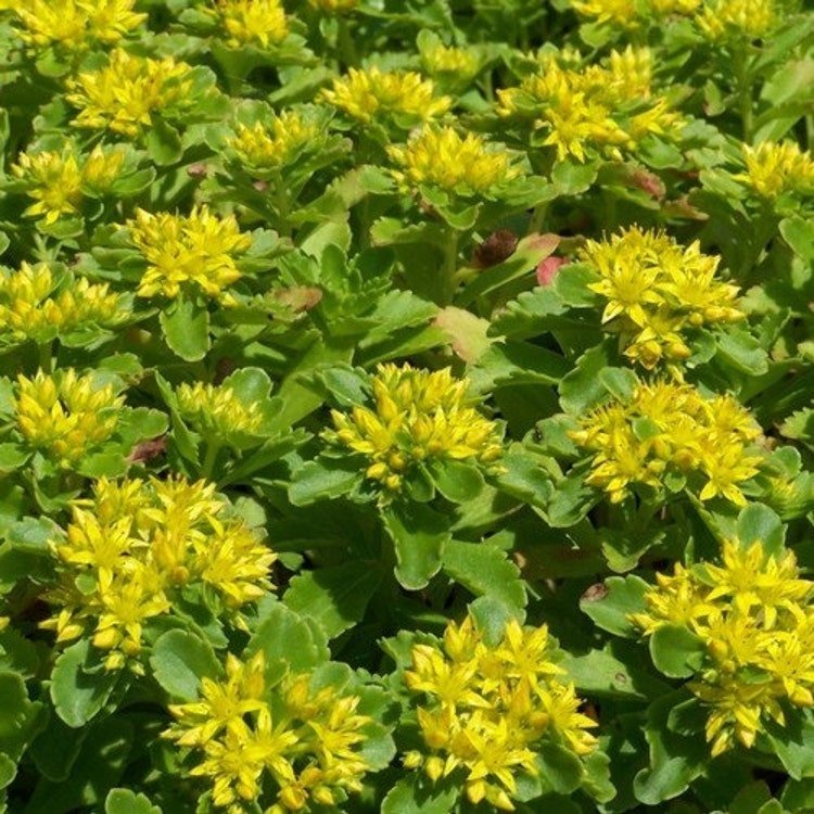 50 Sedum Yellow Stonecrop Succulent Seeds Garden Fresh Seeds