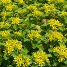 50 Sedum Yellow Stonecrop Succulent Seeds Garden Fresh Seeds