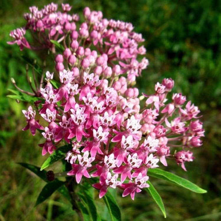 25 Swamp Milkweed Rose Flower Seeds Garden Fresh Seeds